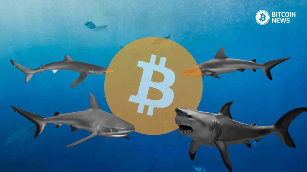 Bitcoin Sharks Snap Up 268K BTC in Record Accumulation Spree