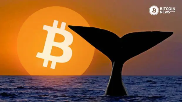 Bitcoin Whales Accumulate $13B in 2024 on a Buying Spree