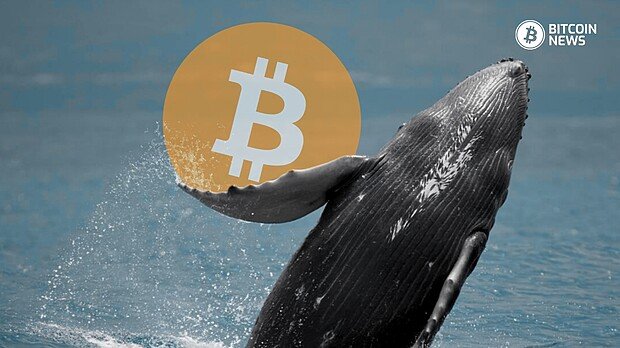 bitcoin whales 404k btc accumulation